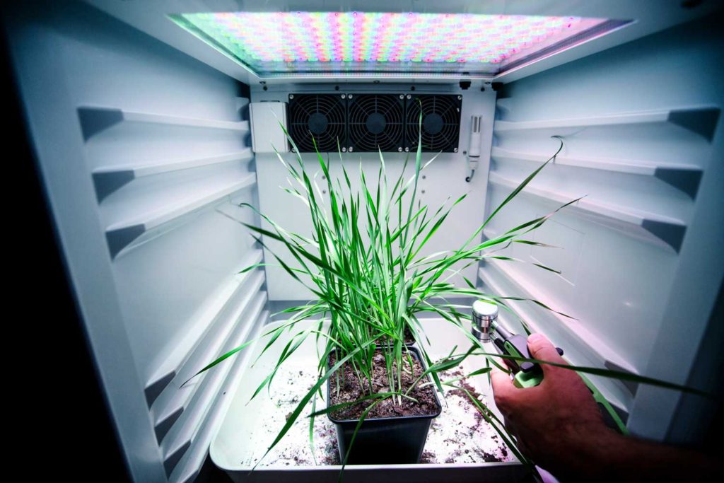 Jak rostlina zareaguje, když jí znemožníte vidět světlo? I to zkoumají místní biofyzici.
