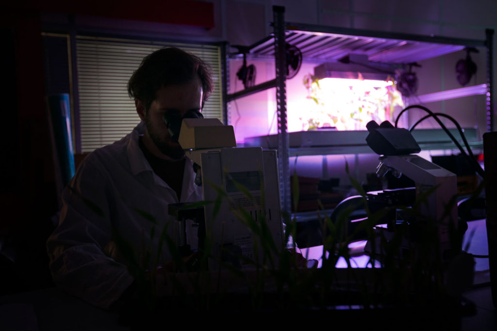 Modré, či fialové světlo? Teplo, nebo chlad? Ostravští biofyzici zkoumají, jak se rostliny přizpůsobují podmínkám, ve kterých vyrůstají.